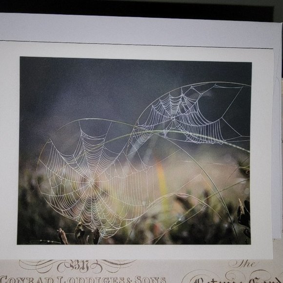 Packet of 8 Notecards - Adirondack Light 1 - Picture 3 of 14